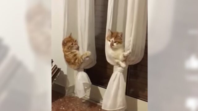 「猫にもバカンスを！」カーテンで即席ハンモックを作った女の子のアイデアに脱帽！