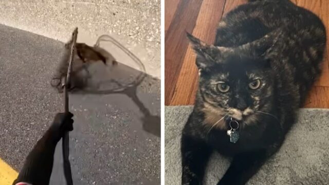 手に汗握る「超危険」なレスキュー劇…！ハイウェイに取り残された子猫の運命やいかに！？