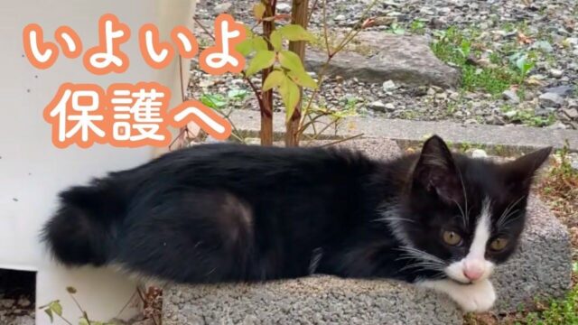 野良の子猫を助けたい…出会いから9日後に決行した「保護作戦」の記録