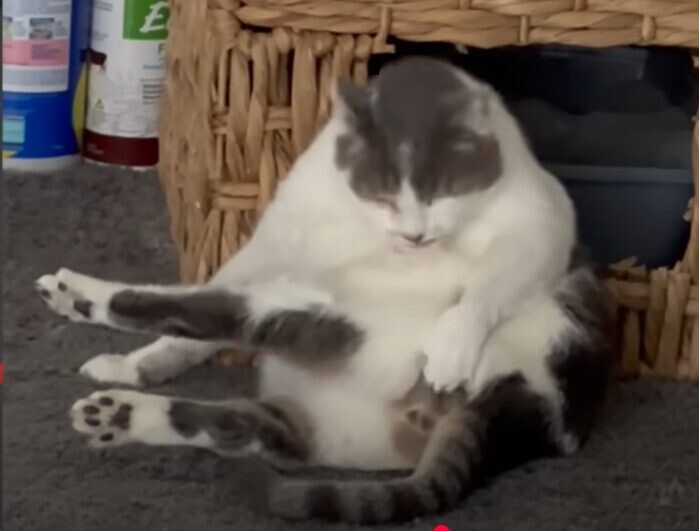 猫