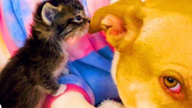子猫たちへの授乳に癒される…！ 9匹の子犬を産んだ犬が“猫のお母さん”になって――