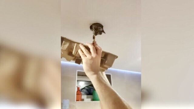 子猫の“侵入方法が”予想外すぎる！家に入りたい一心で編み出した「裏ワザ」に飼い主家族も仰天