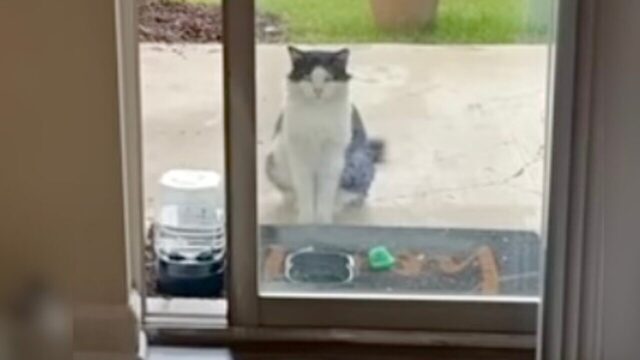 冬が始まる前に…！気になる野良猫を懐かせて、暖かいお家の中に保護する大作戦を決行！