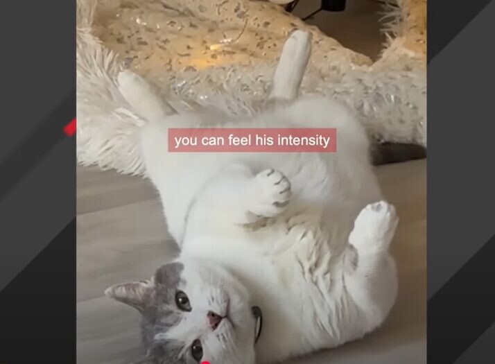 猫