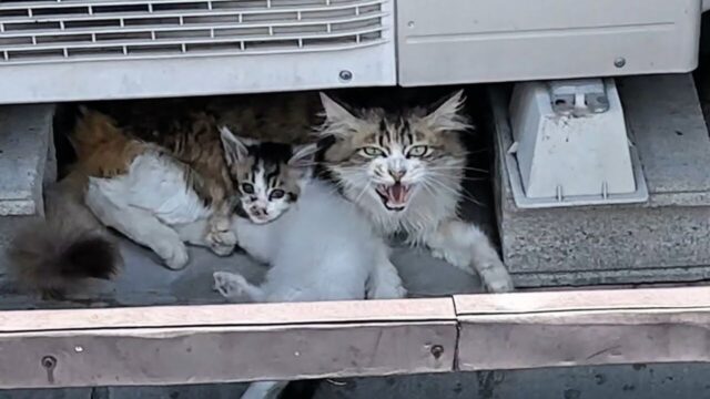 炎天下で授乳する母猫…“健気な育児”に心打たれて「親子猫」を緊急保護