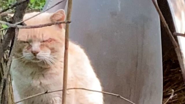 引越しで捨てられた元飼い猫──“6年の野良生活”を経て辿り着いた「第2のニャン生」に涙