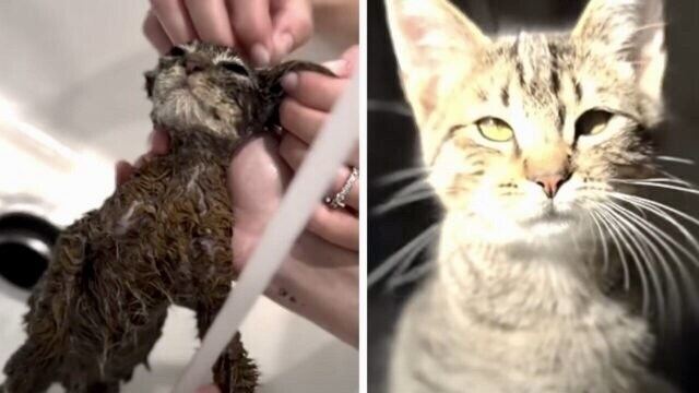 青いペンキまみれの子猫…あまりに衝撃的な運命からレスキューし「ずっとのおうち」へ繋ぐ