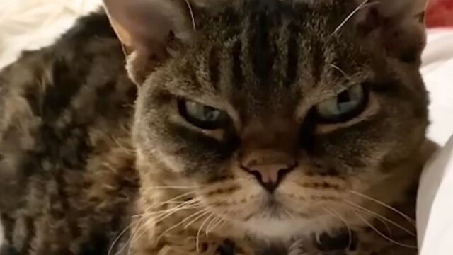 「譲渡できない」と言われた凶暴な保護猫──飼い主の愛情で心を開いた”1ヶ月後の奇跡”