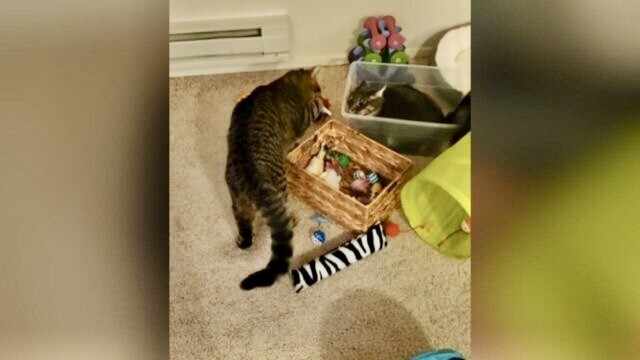 プラスチックケースをめぐる猫たちの攻防戦！譲る気ゼロのバトルを終わらせた“爆笑ハプニング”とは？