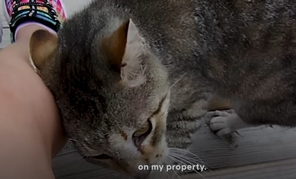 猫