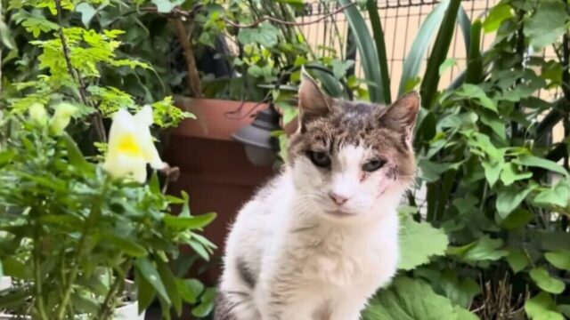 玄関に現れたボロボロの野良猫を保護！衰弱した命が「第2のニャン生」をスタート