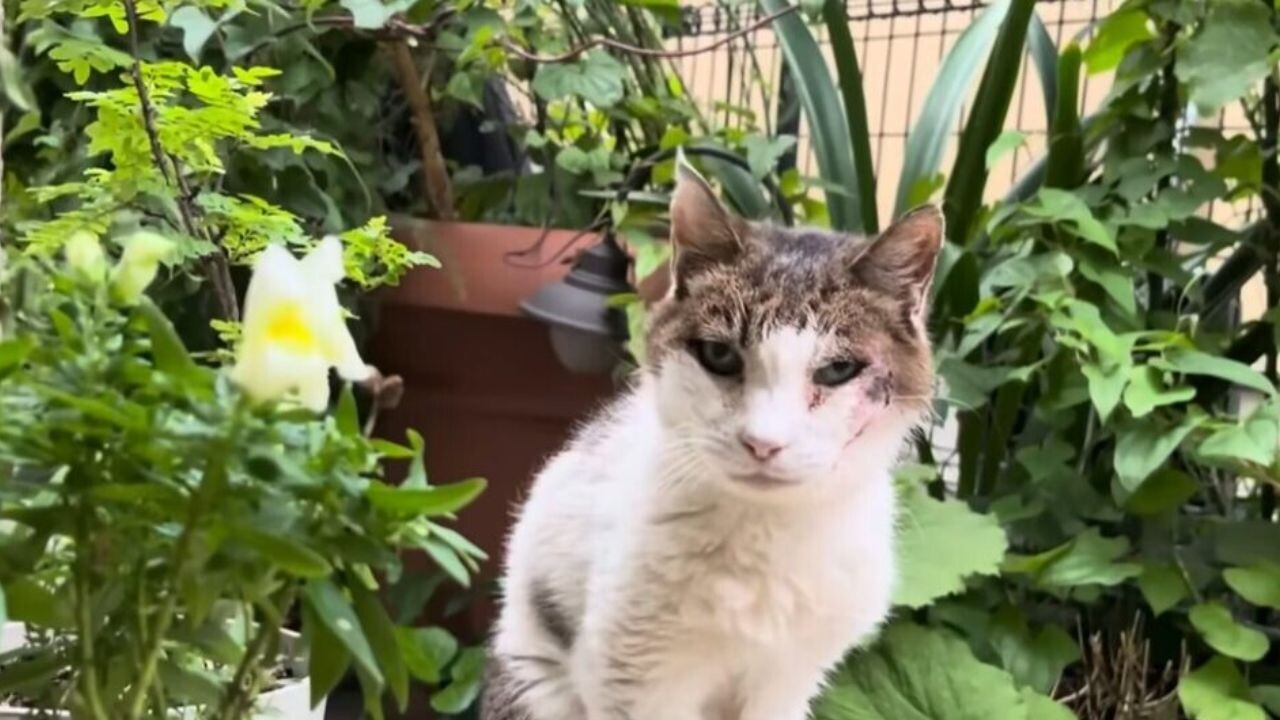 da4125ba42775fe9f81fd28819e07a