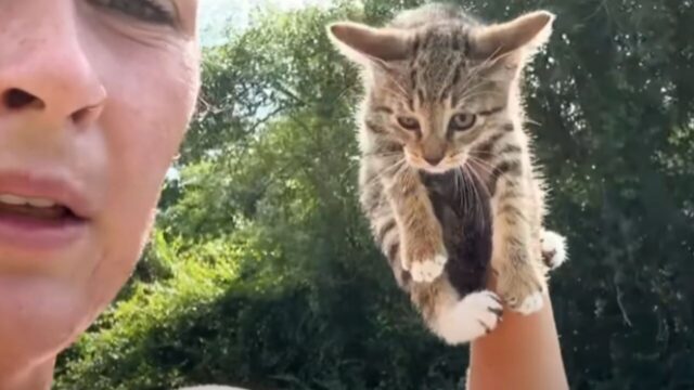 ランニング中に出会った子猫が人生を変えた──“犬派”だった女性が「猫好き」になるまでの物語