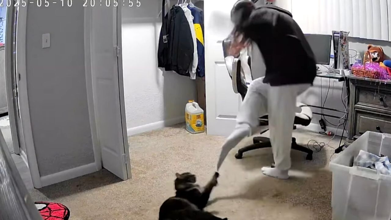 愛猫に足でちょっかいを出したら…飼い主が自滅した「爆笑ハプニング