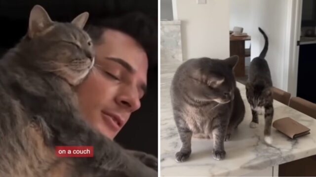 「パパ大好き！」甘えん坊でビッグな猫ちゃんのもとに弟分の子猫がやってきた！