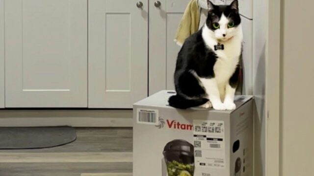 3匹の猫がミキサーの空き箱を取り合い！メーカーの神対応で実現した“驚きの解決法”とは？