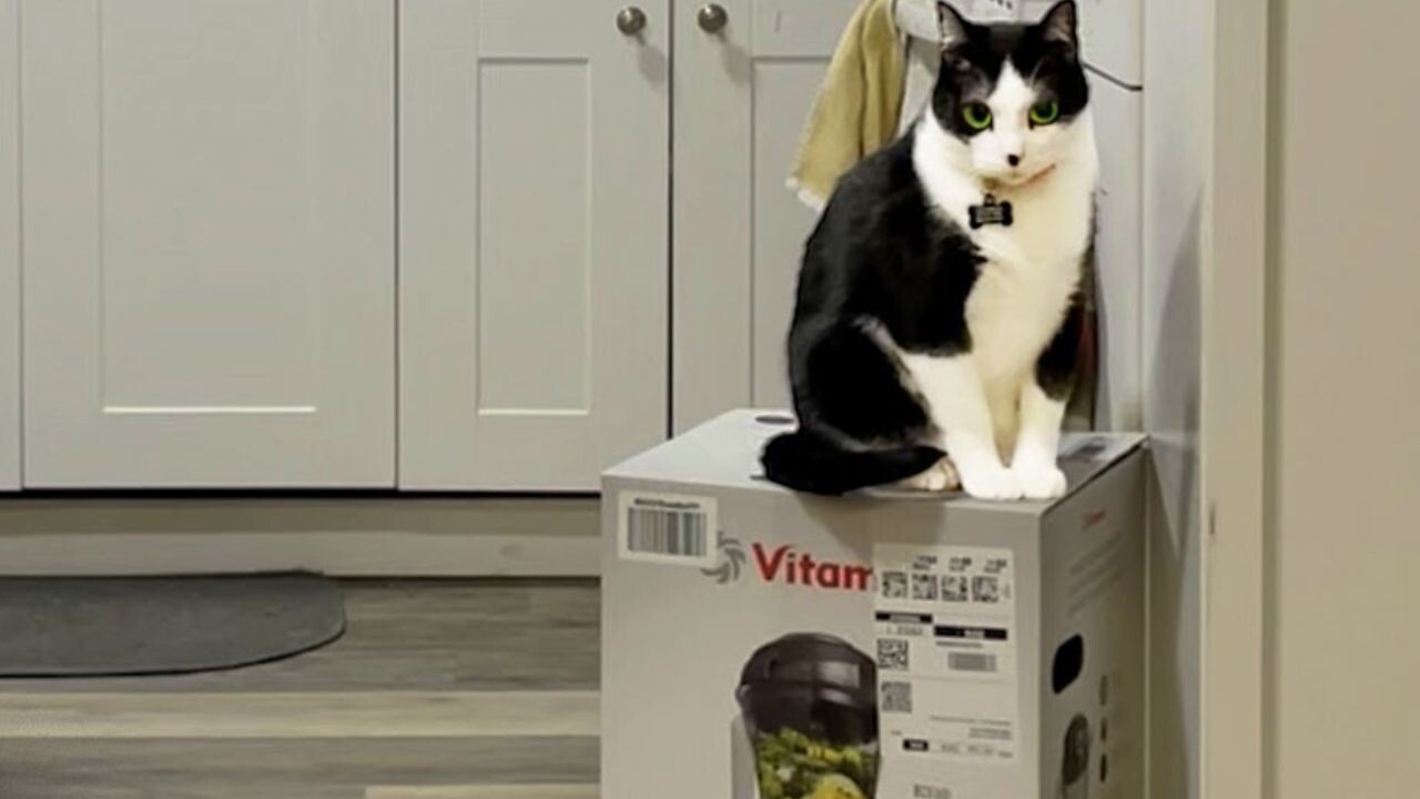 猫箱 3匹の猫がミキサーの空き箱を取り合い！メーカーの神対応で実現した