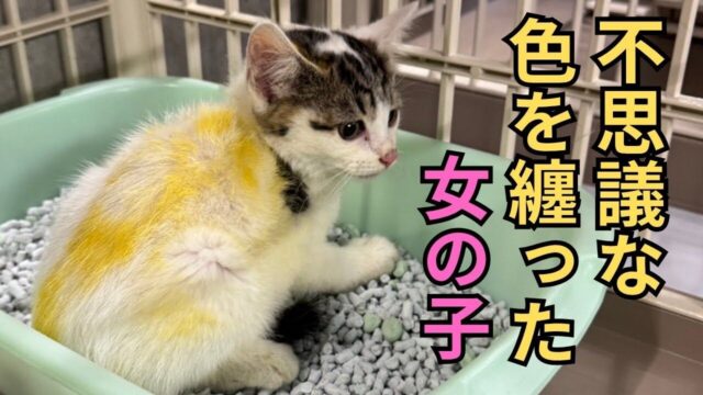 雷に怯える”子猫3姉妹”を保護──被毛に残っていた「黄色い着色」の正体とは？