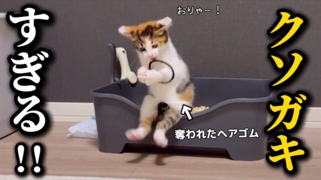 元気すぎる子猫に飼い主さんヘトヘト！ヘアゴムに大興奮した子猫に起きたハプニングとは？