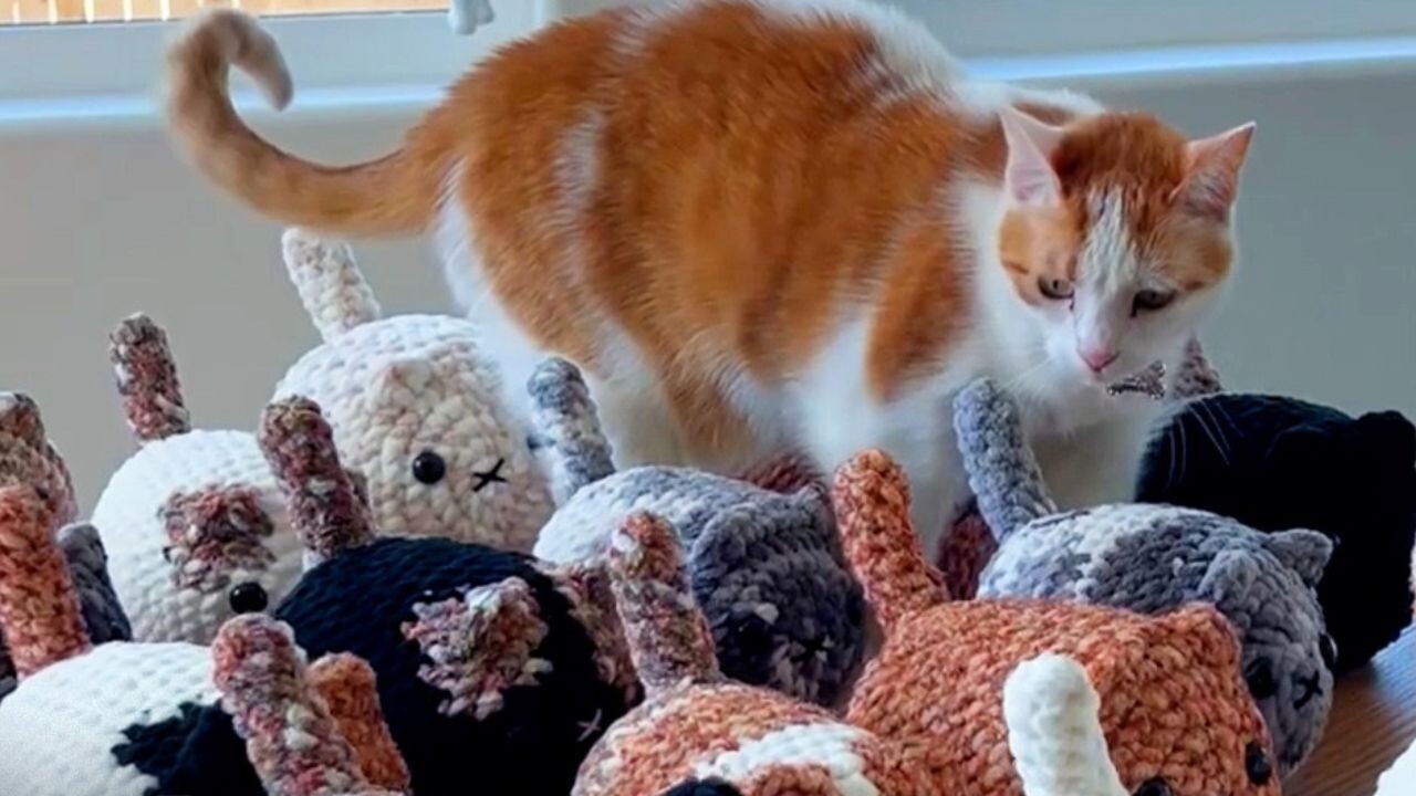 保護猫ストーリー】警戒心の強い猫が“心を開いた瞬間”――「かぎ編み」で