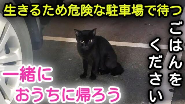 野良の黒猫が“スーパーの駐車場”でごはんをおねだり…「飢えない暮らし」を掴むまでの軌跡