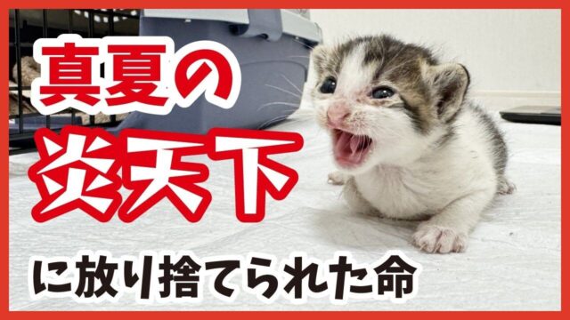 道路に投げ捨てられた子猫を緊急保護！生後2週間の小さな命を繋いだ「感動の記録」