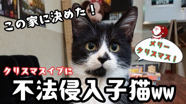 「猫用出入り口」から侵入した子猫！クリスマスイブに訪れた“運命の出会い”と保護物語