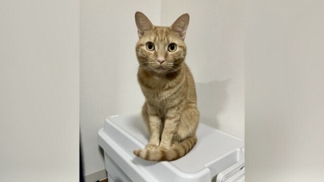 「家を傷つけない猫に見えますように…」 不動産屋に渡した写真と”リアルな性格のギャップ”がかわいい
