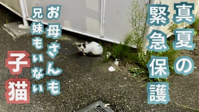 子猫をコンビニで保護！3週間ひとりぼっちだった野良猫が“安心”を掴むまで