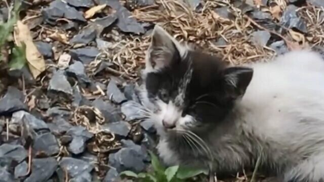 捨てられた野良の子猫を保護！孤独な保護猫が“家族”と“猫友達”を見つけるまでの成長記録
