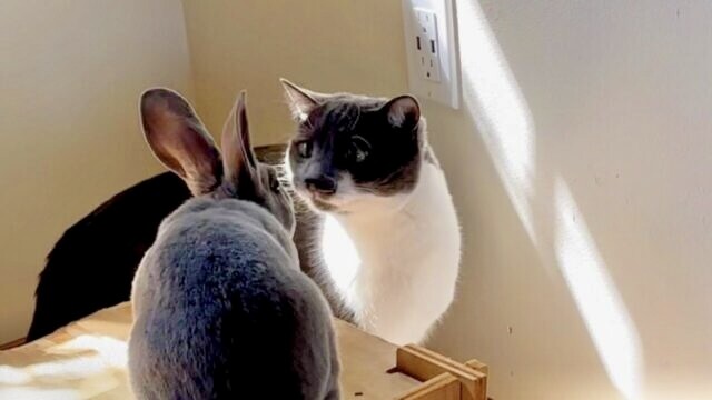 てんかん発作を持つ猫に嬉しい変化が…！ウサギとの友情がもたらした“まさかの奇跡”