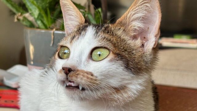 数ヶ月後に判明した病名は「小猫症」──”吸血鬼”のような歯を持つ保護猫の成長記録