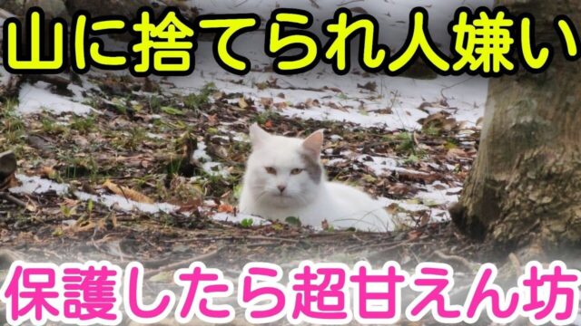 【保護猫の変化】警戒心だらけの捨て猫を保護→3年後に見せた“甘えん坊っぷり”に感動！
