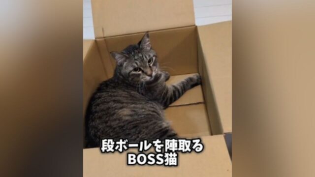 【猫の段ボール争奪戦】ボス猫が占領するも…子猫たちが次々と乱入して大混乱！