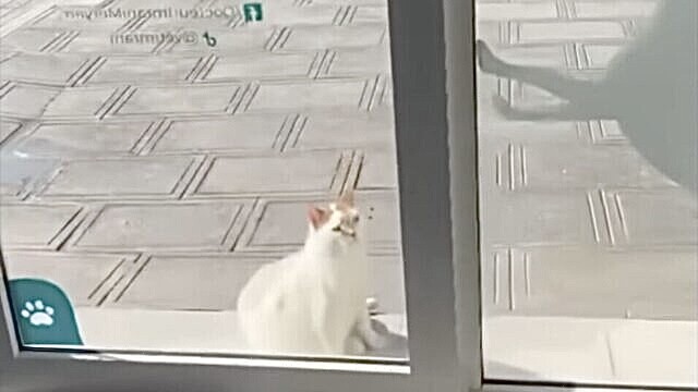 感染症の野良猫が自力で動物病院へ→回復後に治療中の犬猫へ見せた”優しい恩返し“に感動