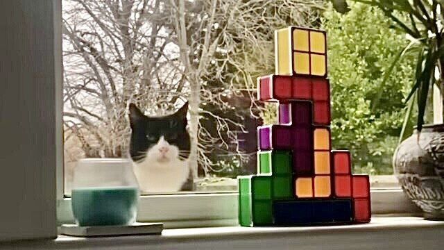 引っ越し先は猫つき物件！？窓辺に毎日やってくる猫を引き取るまでの一部始終