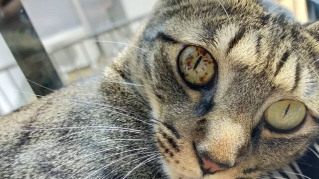 愛猫の目に茶色いシミ…診断は「虹彩メラノーマ」　眼球摘出を選んだ飼い主の“決断”と“その後の日常”