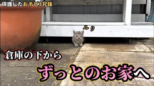 倉庫の下で暮らしていた子猫を保護――“幸せな第2のニャン生”を手に入れるまでの70日間