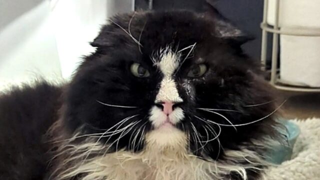 まるでパンダみたい！黒と白のコントラストが素敵な猫ちゃんと愛情深い飼い主さんの物語