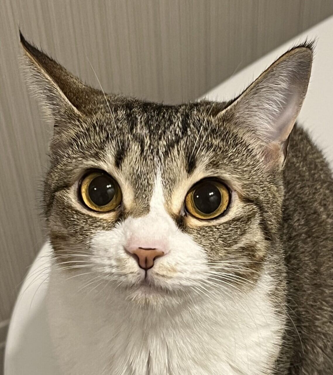 あずき
