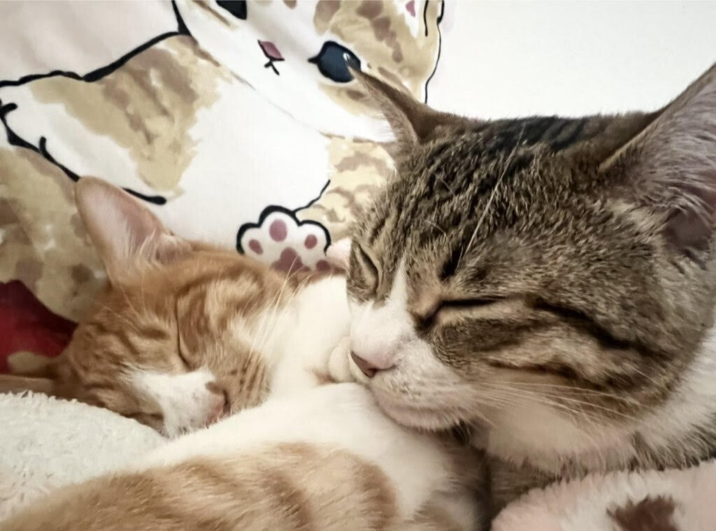 猫