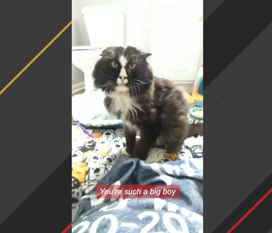 猫