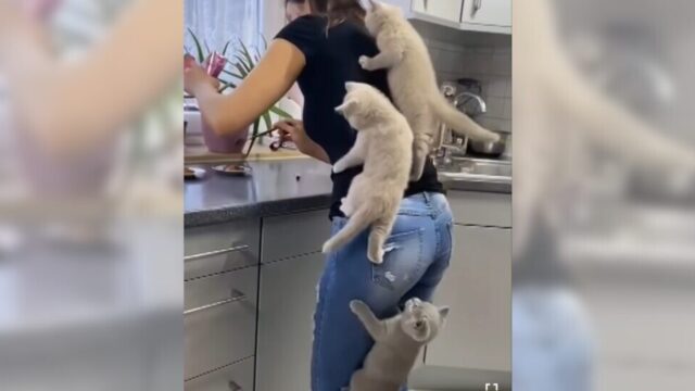 食事の時間を待ちきれない3匹の子猫たち！飼い主の体によじ登って“ご飯を狙う姿”がかわいすぎる…