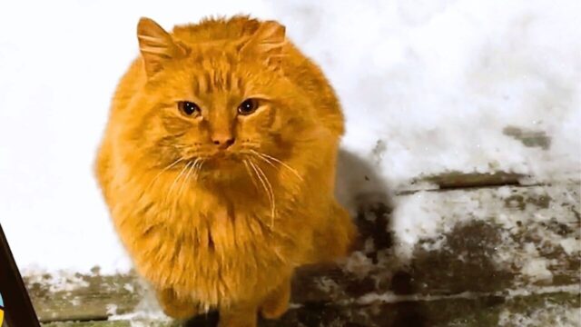 痩せた野良猫が心を閉ざしていた理由とは――“人間を信じられなかった猫”が見せた優しさへの応え