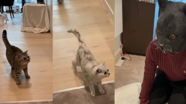 ハロウィンに“リアルな猫マスク”で仮装!飼い主の変装を見た愛猫たちの反応は? ハロウィンに“リアルな猫マスク”で仮装!飼い主の変装を見た愛猫たちの反応は?