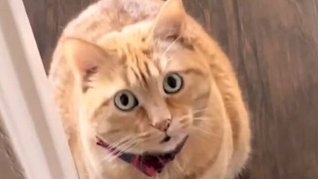 元野良猫が“家族の太陽”に――盲目の犬と障がいのある娘に寄り添う”優しい姿”に感動 元野良猫が“家族の太陽”に――盲目の犬と障がいのある娘に寄り添う”優しい姿”に感動