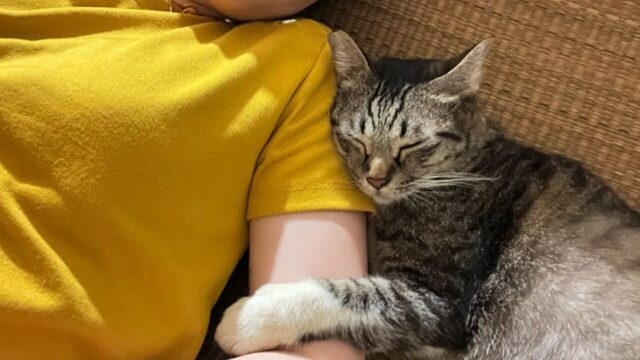 痩せた野良猫に“選ばれた”瞬間――シンガポールからの帰国中に起きた”奇跡の出会い” 痩せた野良猫に“選ばれた”瞬間――シンガポールからの帰国中に起きた”奇跡の出会い”