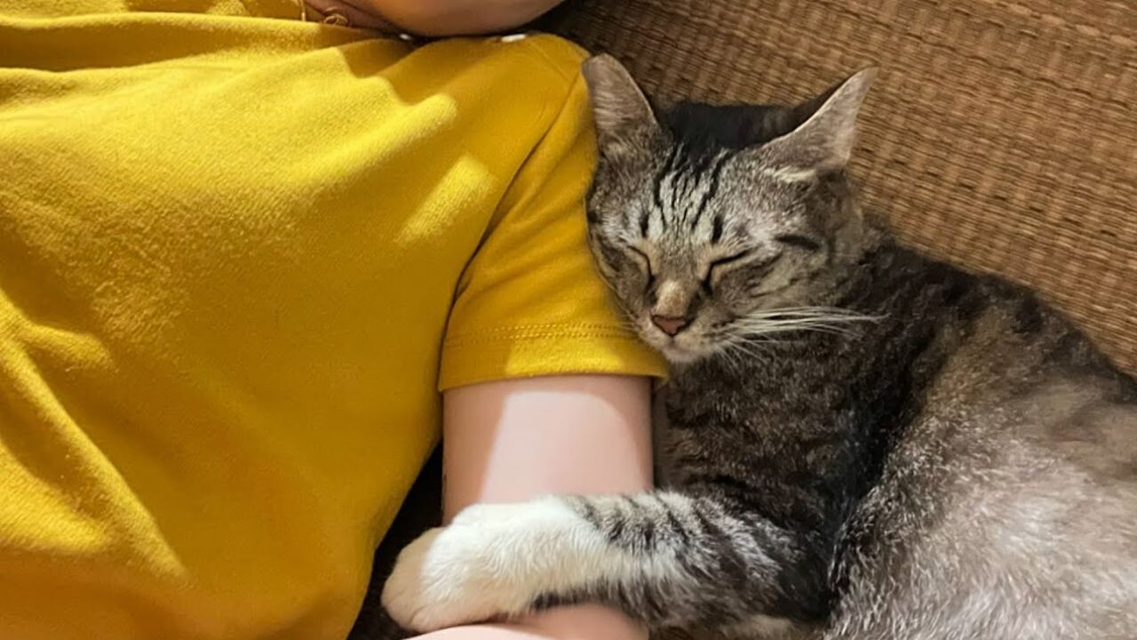 痩せた野良猫に“選ばれた”瞬間――シンガポールからの帰国中に起きた 痩せた野良猫に“選ばれた”瞬間――シンガポールからの帰国中に起きた