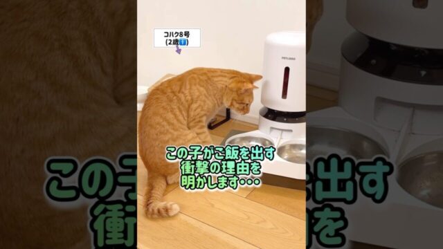 自動給餌器の難解ロックを突破する天才猫ちゃんは優しすぎる沼男!?衝撃の理由が明らかに! 自動給餌器の難解ロックを突破する天才猫ちゃんは優しすぎる沼男!?衝撃の理由が明らかに!