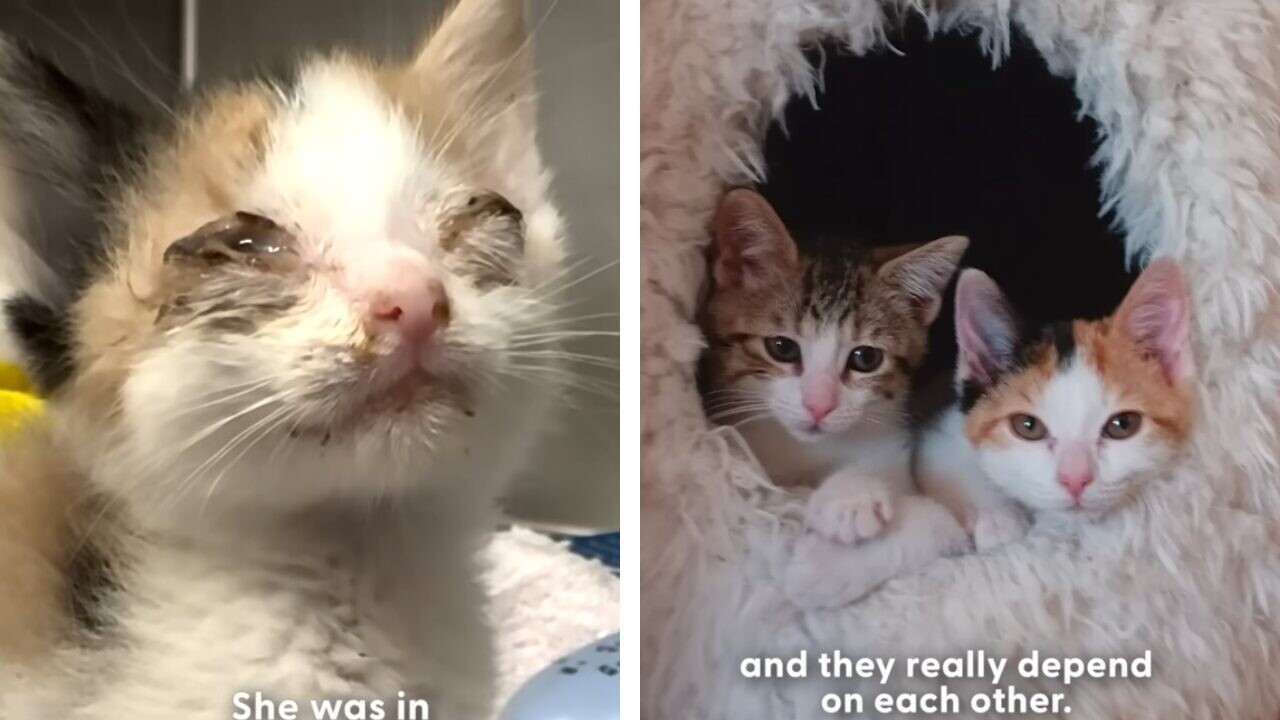 瀕死の子猫がつかんだ強運！ソウルメイトのお姉ニャンと人間家族を